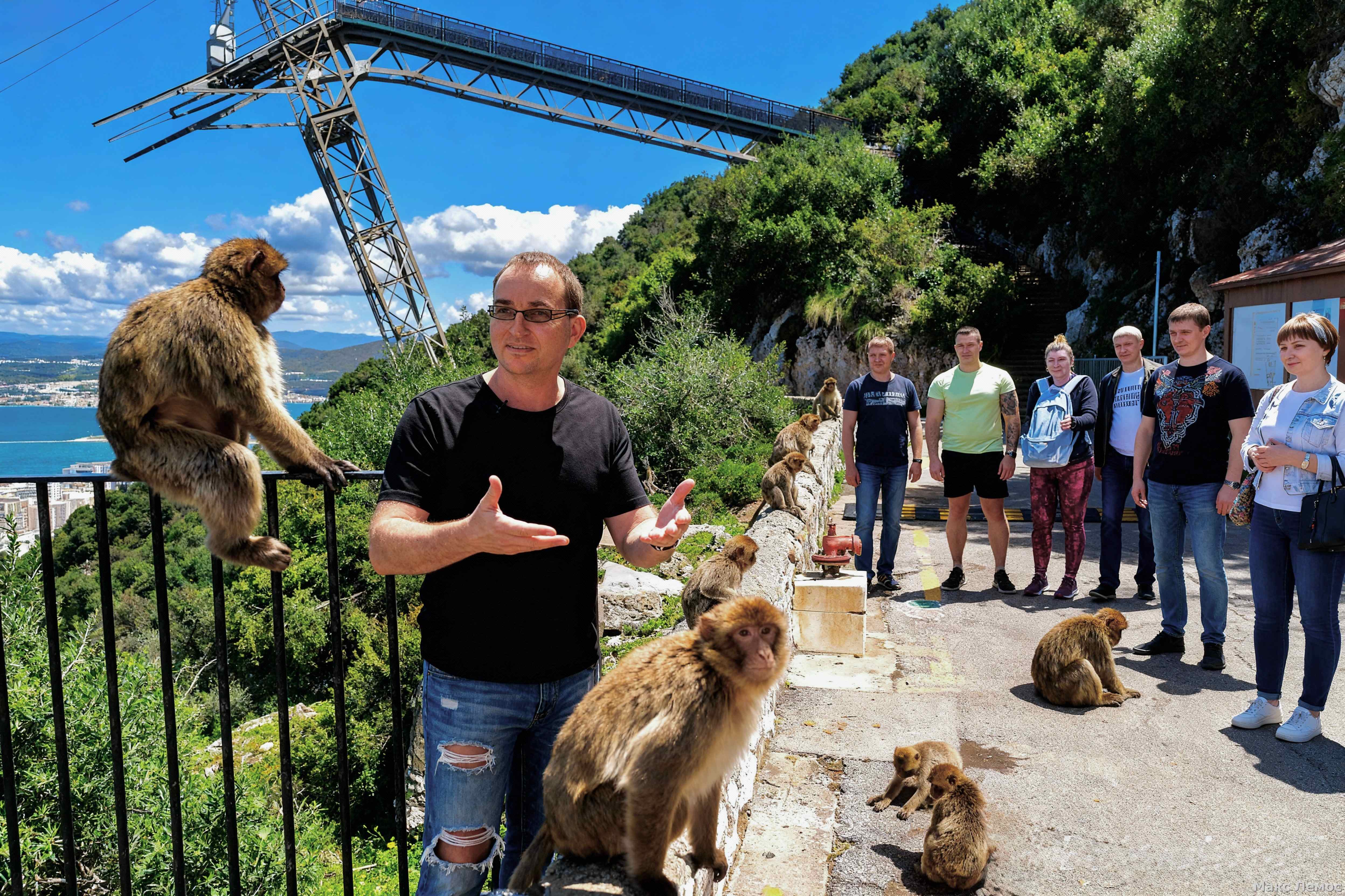 Гибралтарские макаки